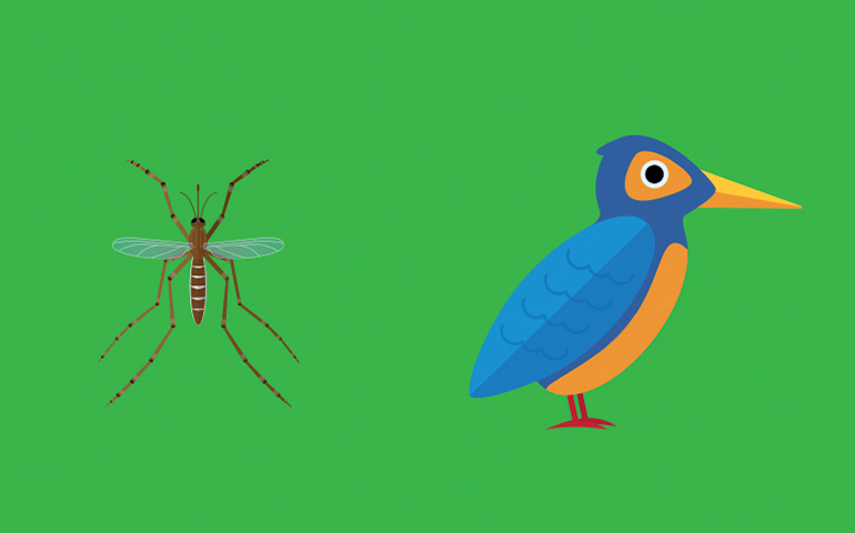 El mosquito casero sureño (Culex quinquefasciatus) pica a aves de corral y a las personas 