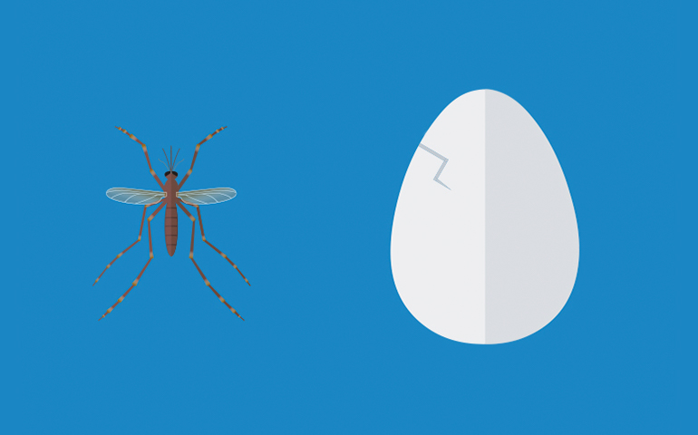 Los mosquitos Anopheles depositan sus huevos con flotadores integrados 