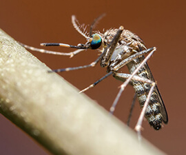 Por qué necesitamos a los mosquitos: el ciclo de vida del mosquito