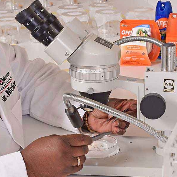 Entomologist viewing mosquito under microscope