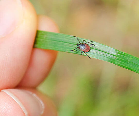 10 essential facts about ticks