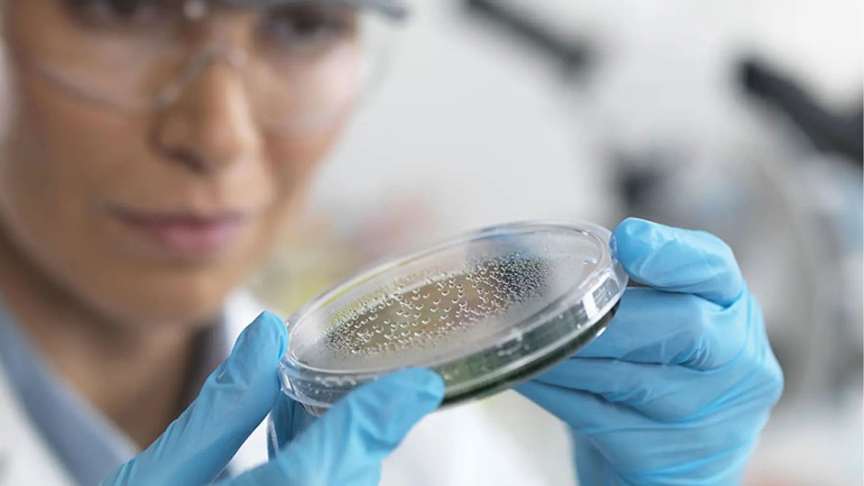 Scientist looks at a petri dish