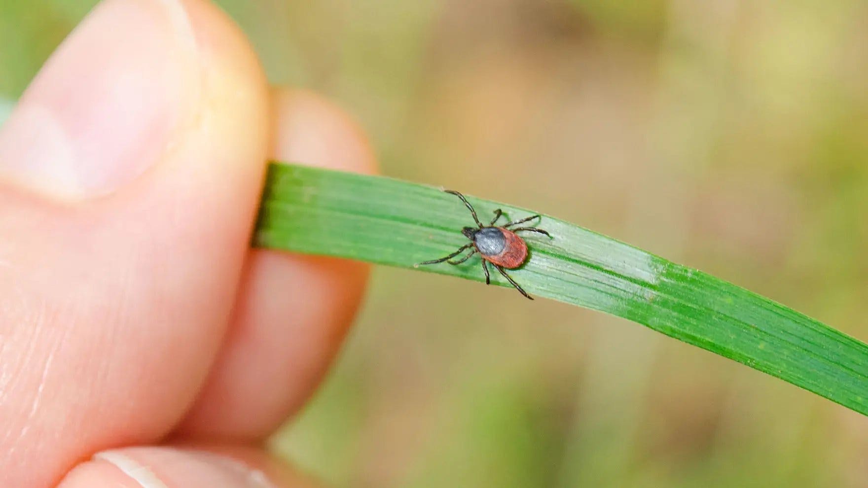 Person holds a blade of grass with a tick on it test